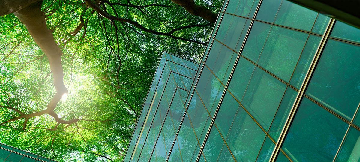 Der Blick von unten in eine Baumkrone an deren rechten Rand eine Glasfassade zu sehen ist. Durch die Baumkrone fällt Sonnenlicht.